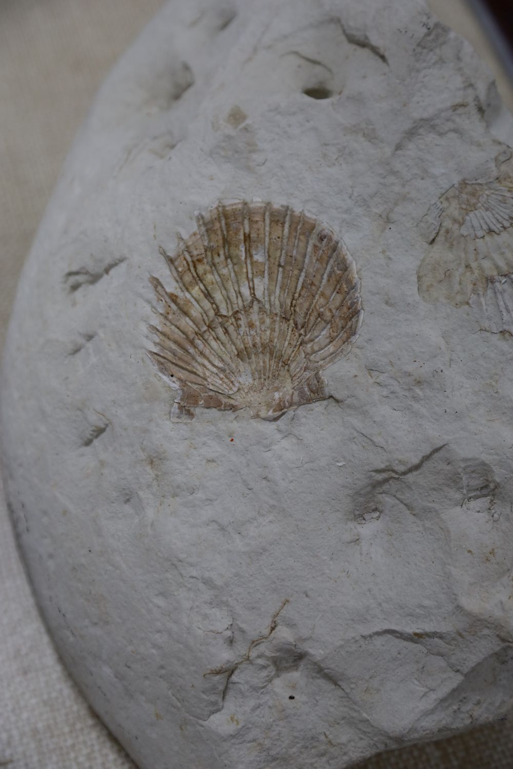 Four various fossils